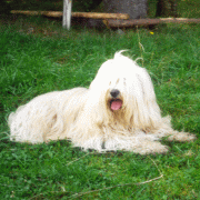 greis4.gif(26 kb)
